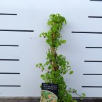 Hortenzia popínavá (Hydrangea anomala glabra) ´CRUG CORAL´- výška 40-60 cm, kont. C2L